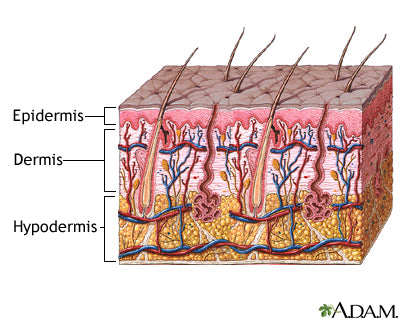 The Immune System Part 2- Skin To The Rescue